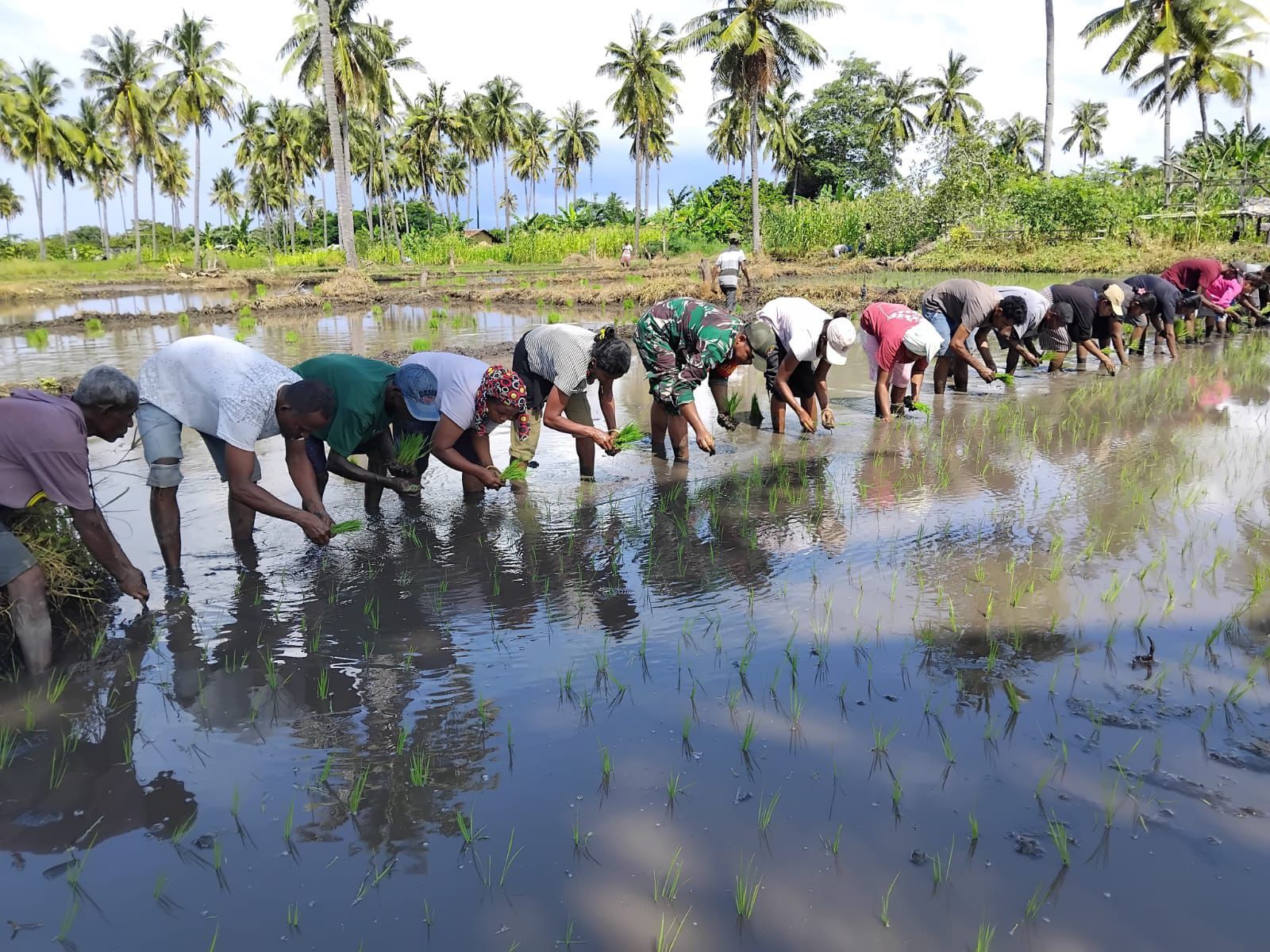 Dukung Ketahanan Pangan, Babinsa Koramil Talibura Turun ke Sawah Tanam Padi Bersama Masyarakat