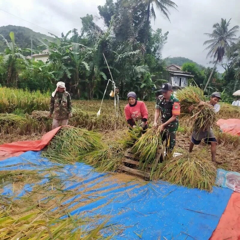 Babinsa Koramil 2202/Palabuhanratu Laksanakan Pendampingan Hanpangan di Desa Cimanggu