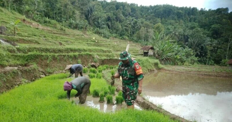 Babinsa Koramil 2204/Cikidang Dampingi Kegiatan LTT Poktan Cigadog