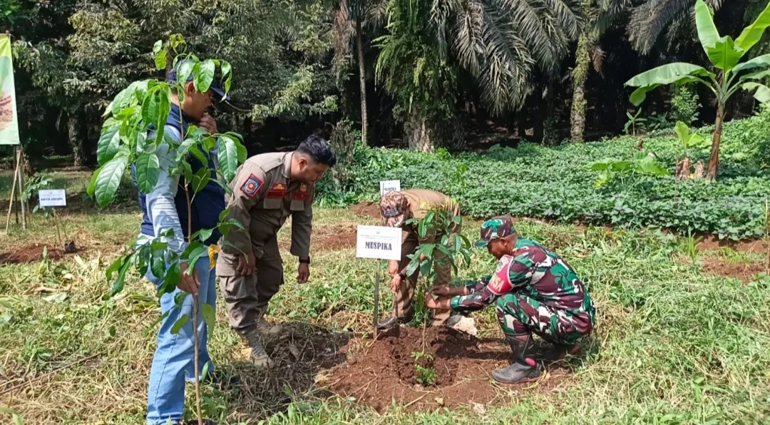 Hari Bumi Jadi Momentum, Koramil Cibadak dan PTPN 4 Kompak Tanam 1.000 Pohon