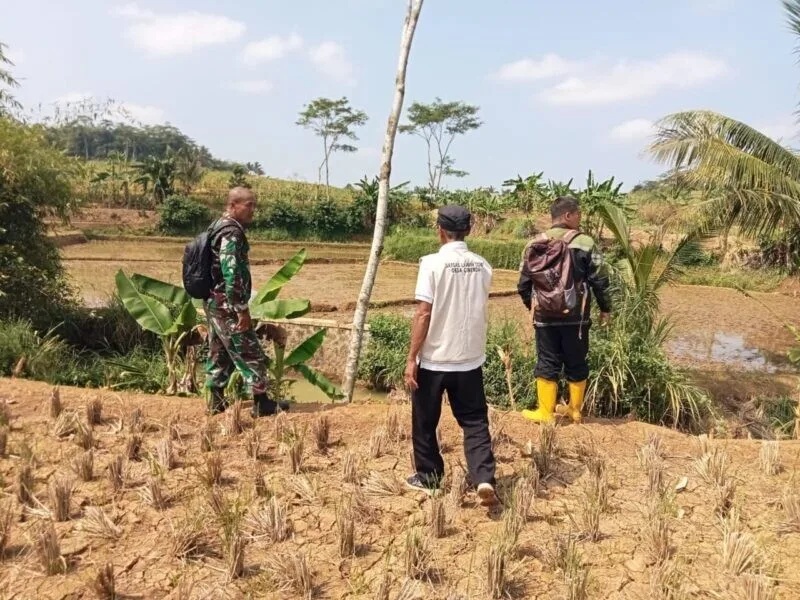 Babinsa Koramil 2215/Ciemas Laksanakan Pengecekan Sumber Pengairan Sawah di Desa Ciemas