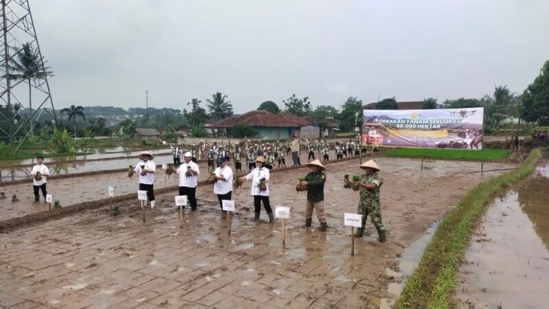 Anggota Koramil 2206/Parakansalak Bersama Kementerian Pertanian Laksanakan Penanaman Serentak di Desa Bojongkokosan