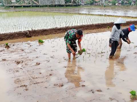 Babinsa Tanjunglaya Dampingi Kelompok Tani Tanam Padi, Dukung Program Luas Tambah Tanam