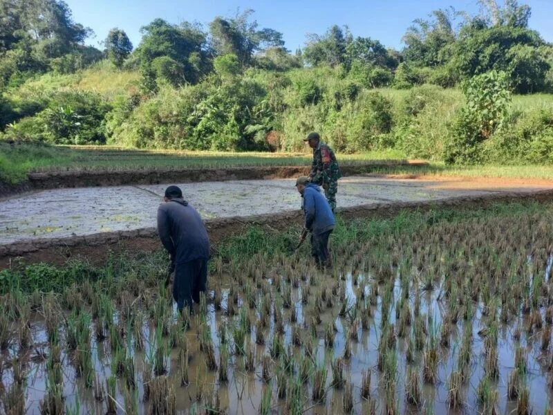 Babinsa Koramil 2207/Jampangtengah Dampingi Kegiatan Han Pangan Padi di Desa Padabeunghar