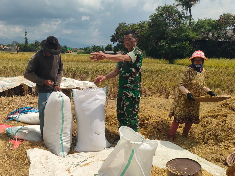 Wujud Dukung Ketahanan Pangan, Babinsa Koramil Rancaekek Kawal Penyerapan Gabah Bulog
