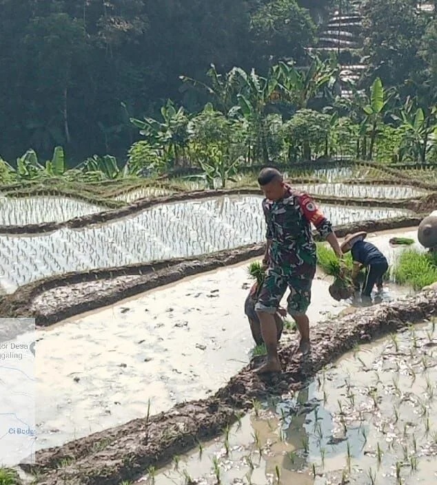 Babinsa Koramil 2205/Kalapanunggal Laksanakan Pendampingan Hanpangan Bersama Kelompok Tani