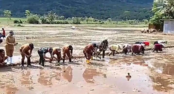 Danramil 2215/Ciemas Pimpin Gerakan Panen dan Percepatan Tanam Padi Serentak