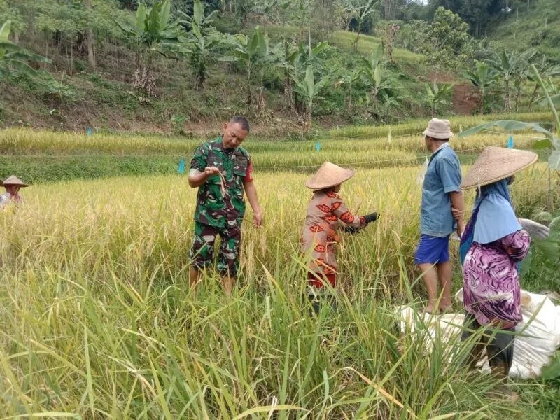 Babinsa Koramil 2205/Kalapanunggal Laksanakan Pendampingan Ketahanan Pangan Bersama Poktan Mandiri