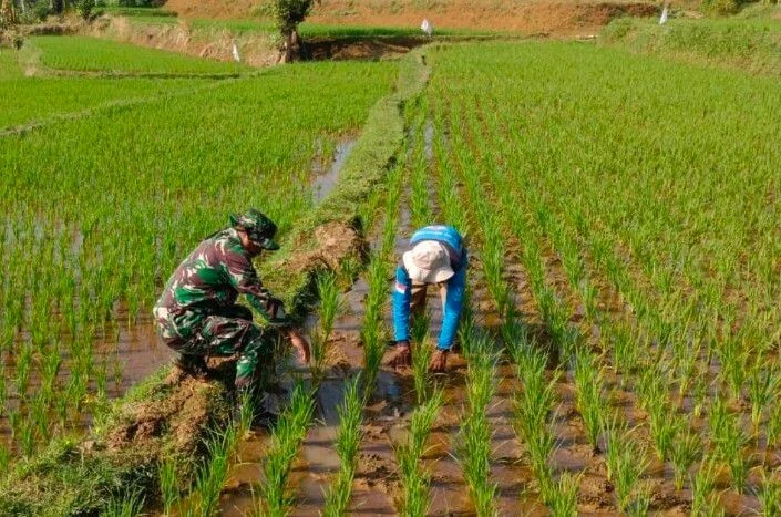 Babinsa Koramil 2206/Parakansalak Laksanakan Pendampingan Ketahanan Pangan di Desa Sukakersa