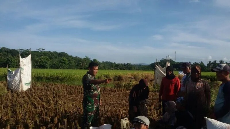 Babinsa Koramil 2212/Tegalbuleud Laksanakan Pendampingan Ketahanan Pangan di Desa Calingcing