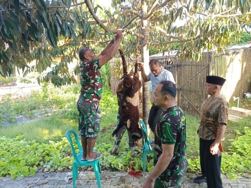 Babinsa koramil 2205/Kalapanunggal Bantu Warga Pelaksanaan Potong Hewan Kurban