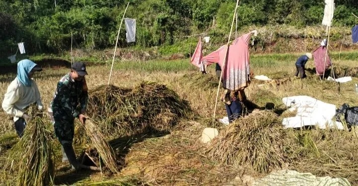 Babinsa Koramil 2210/Pabuaran Laksanakan Pendampingan Hanpang Bersama Poktan Sugih Makmur