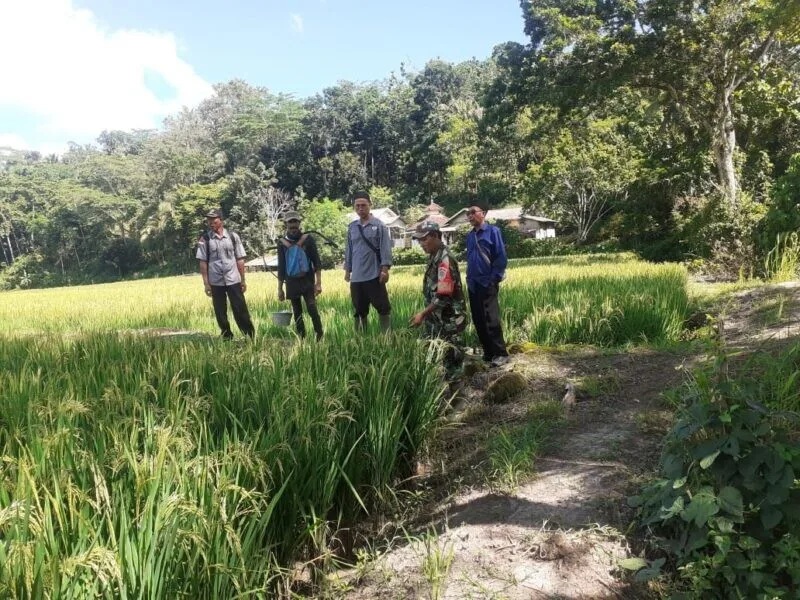Babinsa Koramil 2212/Tegalbuleud Bersama PPL Laksanakan Pendampingan Ketahanan Pangan Di Desa Sumberjaya