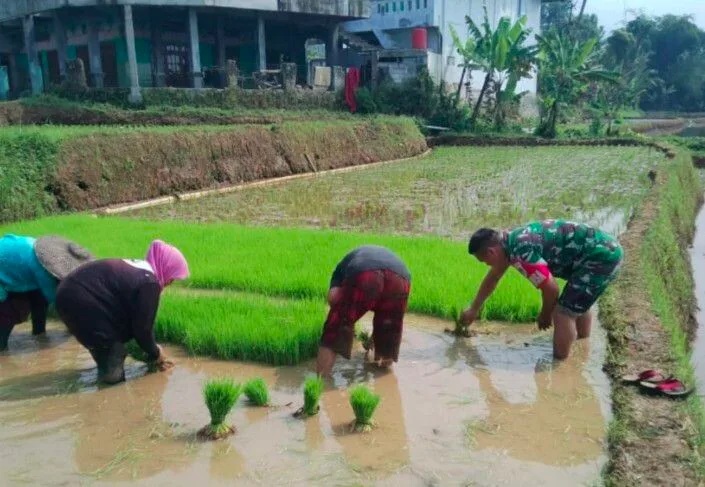 Babinsa Koramil 2206/Parakansalak Laksanakan Pendampingan Ketahanan Pangan Di Desa Lebaksari