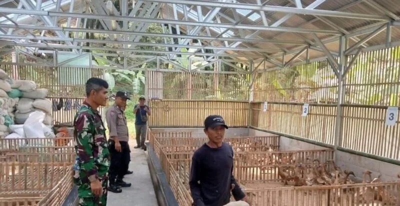 Babinsa Koramil 2204/Cikidang Laksanakan Pengecekan Peternakan Bebek Petelur Bumdes Desa Pangkalan