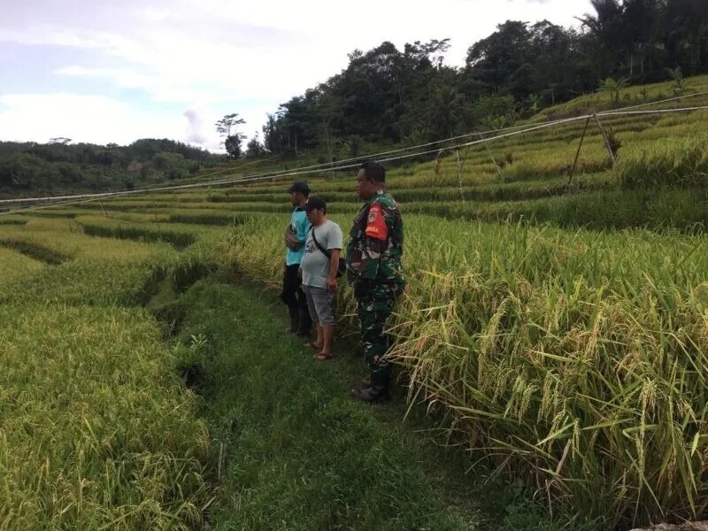Babinsa Koramil 2207/Jampangtengah Laksanakan Pendampingan Hanpangan Padi Di Desa Nangerang