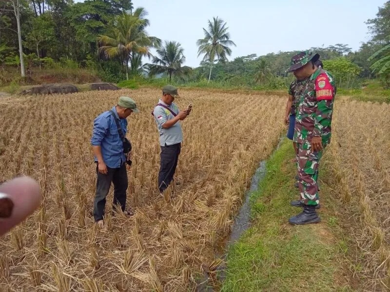 Babinsa Koramil 2215/Ciemas Laksanakan Pengecekan Lahan Siap Olah Dalam Rangka Mendukung Ketahanan Pangan