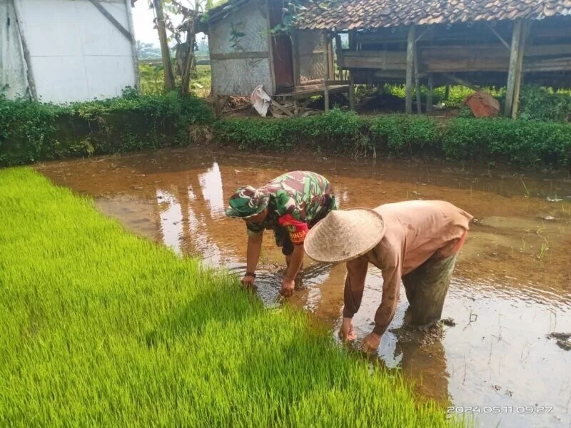 Babinsa Koramil 2206/Parakansalak Laksanakan Pendampingan Ketahanan Pangan Bersama Poktan Di Desa Sukakersa