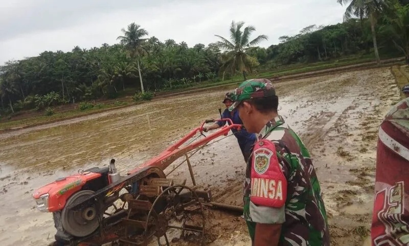 Babinsa Koramil 2212/Tegalbuleud Laksanakan Pendampingan Ketahanan Pangan Di Desa Sumberjaya