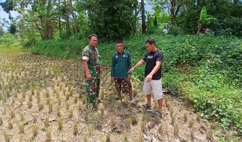 Babinsa Koramil 2202/Palabuhanratu Laksanakan Pendampingan Ketahanan Pangan Bersama Poktan Mekar Karya Sari