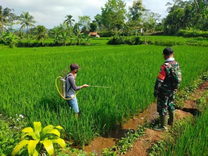 Babinsa Koramil 2207/Jampangtengah Laksanakan Pendampingan Ketahanan Pangan Padi Di Desa Bantarpanjang