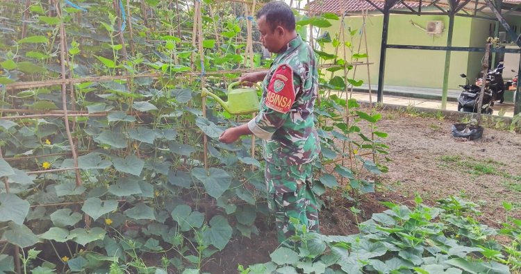 Babinsa Koramil 0316/Cilograng Tanam Timun untuk Dukung Ketahanan Pangan
