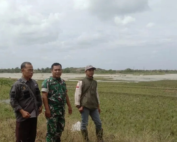 Babinsa Koramil 2212/Tegalbuleud Laksanakan Pendampingan Hanpangan Di Desa Calingcing