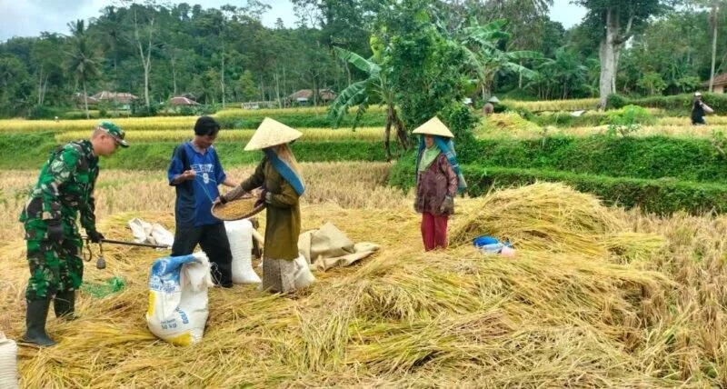 Babinsa Koramil 2211/Sagaranten Laksanakan Pendampingan Ketahanan Pangan Di Desa Tanjungsari