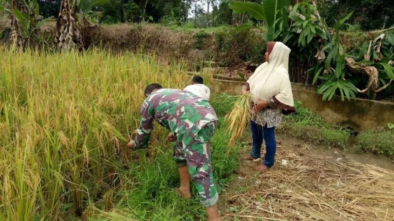 Babinsa Koramil 2212/Tegalbuleud Laksanakan Pendampingan Ketahanan Pangan Kepada Kelompok Tani Di Desa Buniasih