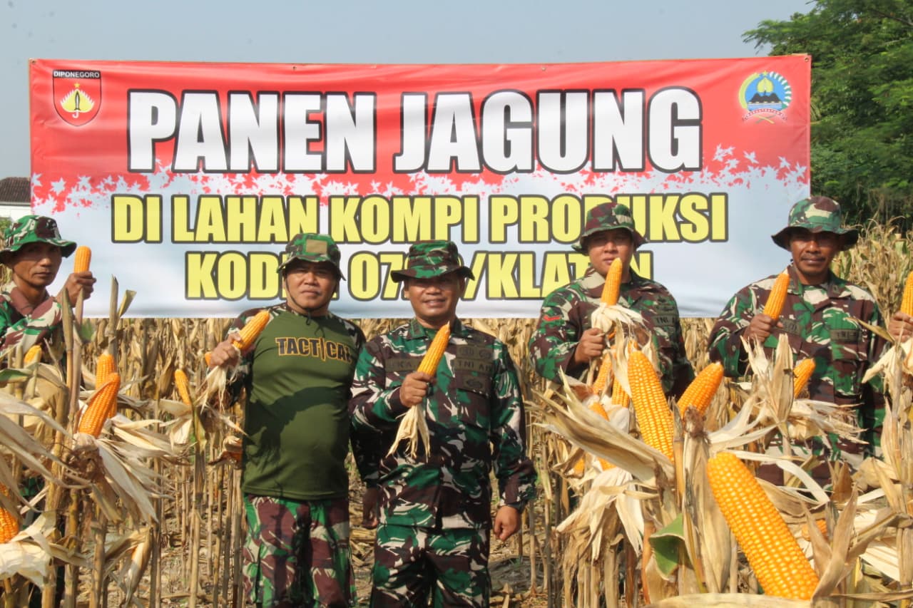 Kodim 0723/Klaten Panen Raya Jagung R7, Dukung Percepatan Swasembada Pangan Nasional