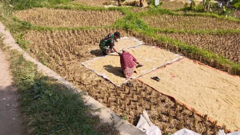 Babinsa Koramil 2208/Nyalindung Laksanakan Pendampingan Ketahanan Pangan Bersama Kelompok Tani Cibodas