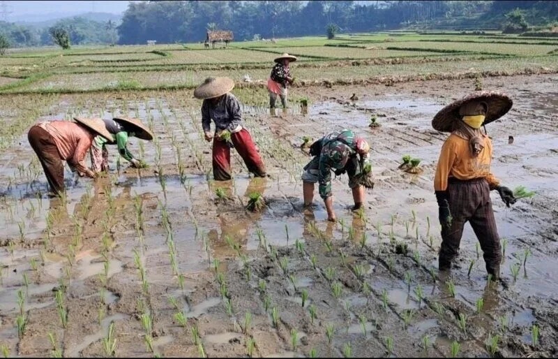 Babinsa Koramil 2207/Jampangtengah Laksanakan Pendampingan Ketahanan Pangan Padi Di Desa Sindangresmi