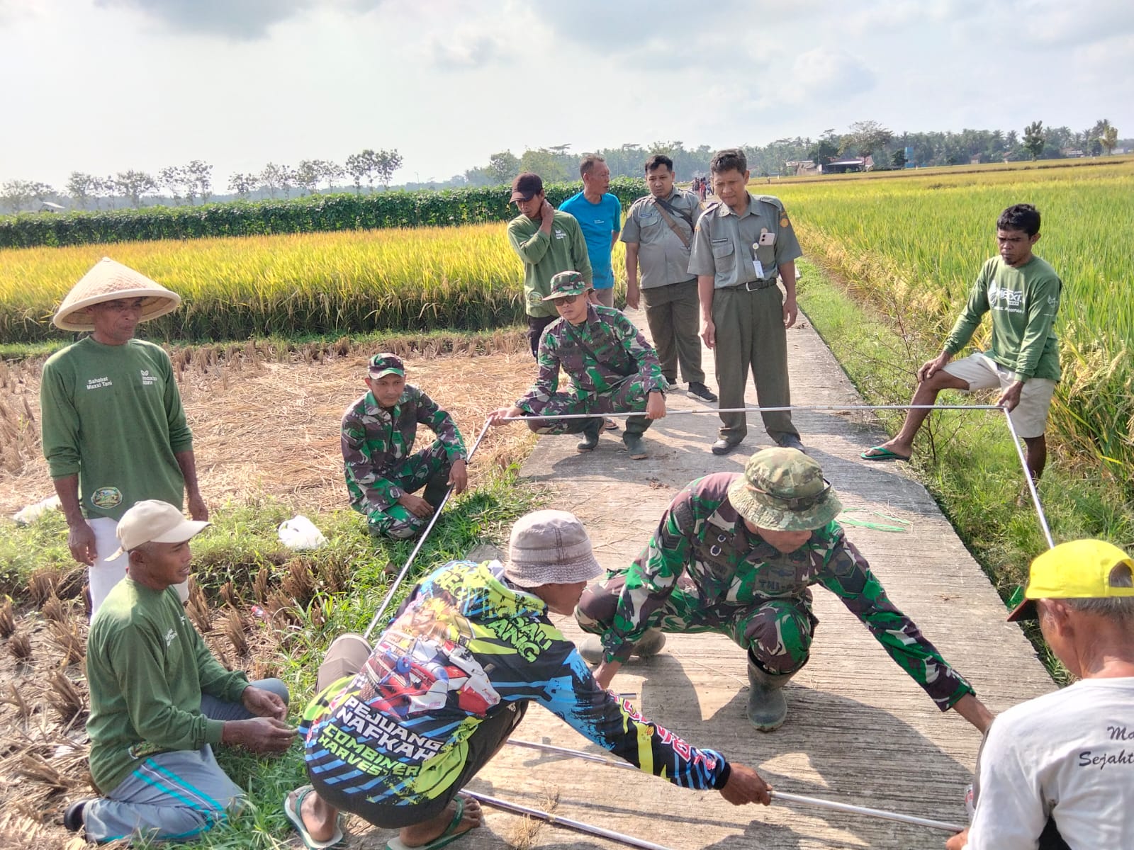 Pengawalan Ketahanan Pangan, Babinsa Prembun Dampingi Panen Corporate Farming Poktan Sri Rejeki