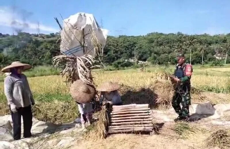 Babinsa Koramil 2207/Jampangtengah Laksanakan Pendampingan Hanpangan Padi di Desa Sindangresmi