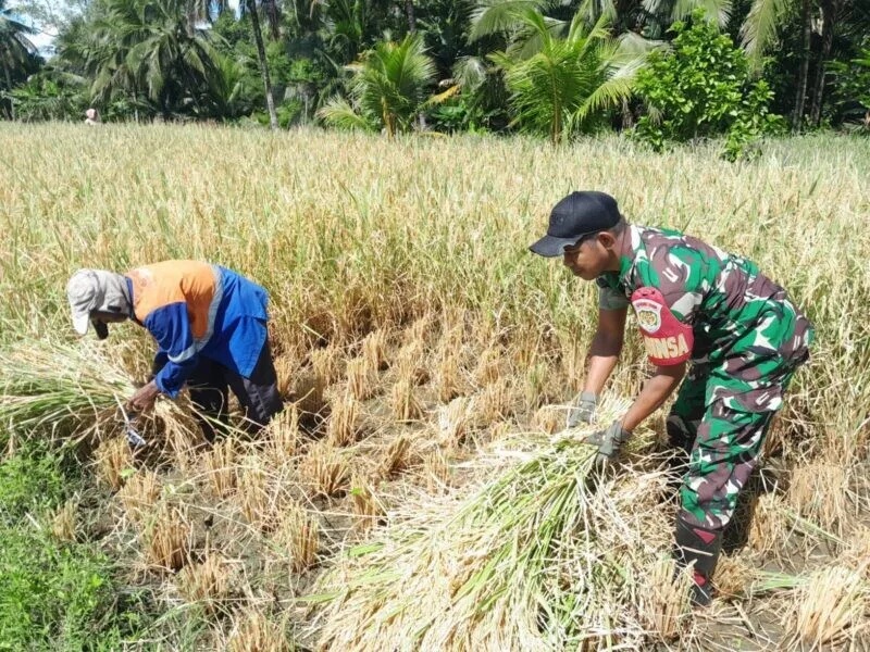 Babinsa Koramil 2212/Tegalbuleud Laksanakan Pendampingan Ketahanan Pangan Di Desa Sirnamekar