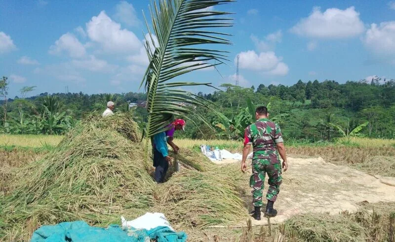 Babinsa Koramil 2206/Parakansalak Dampingi Poktan Dalam Kegiatan Ketahanan Pangan