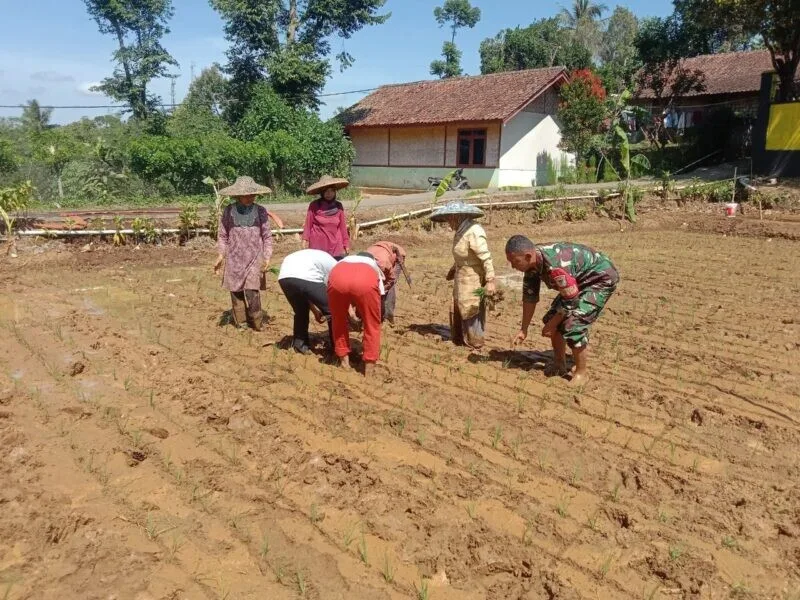 Babinsa Koramil 2205/Kalapanunggal Laksanakan Pendampingan Ketahanan Pangan Bersama Poktan