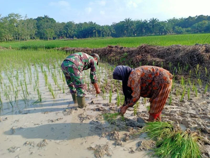 Babinsa Koramil 2212/Tegalbuleud Bersama PPL Dampingi Kegiatan Ketahanan Pangan Poktan