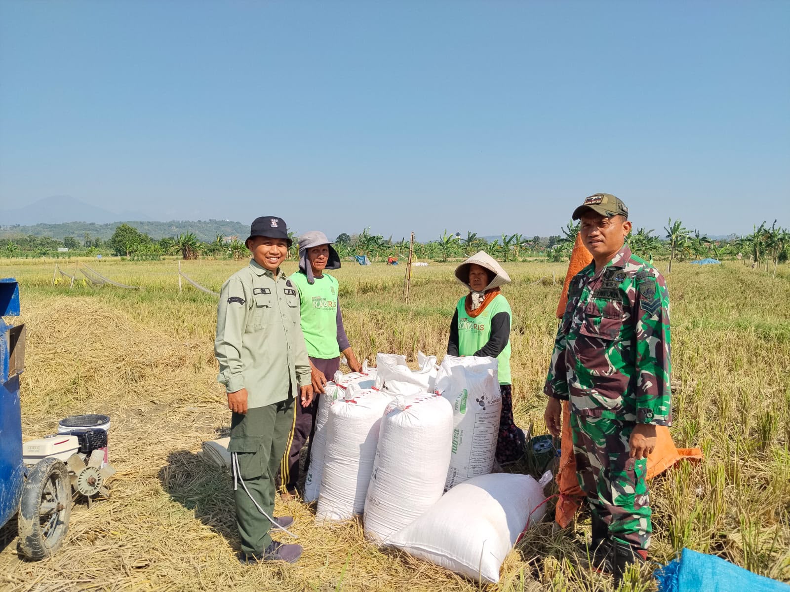 Babinsa Dampingi PPL Pertanian Lakukan Pengubinan Padi di Wilayah Binaan