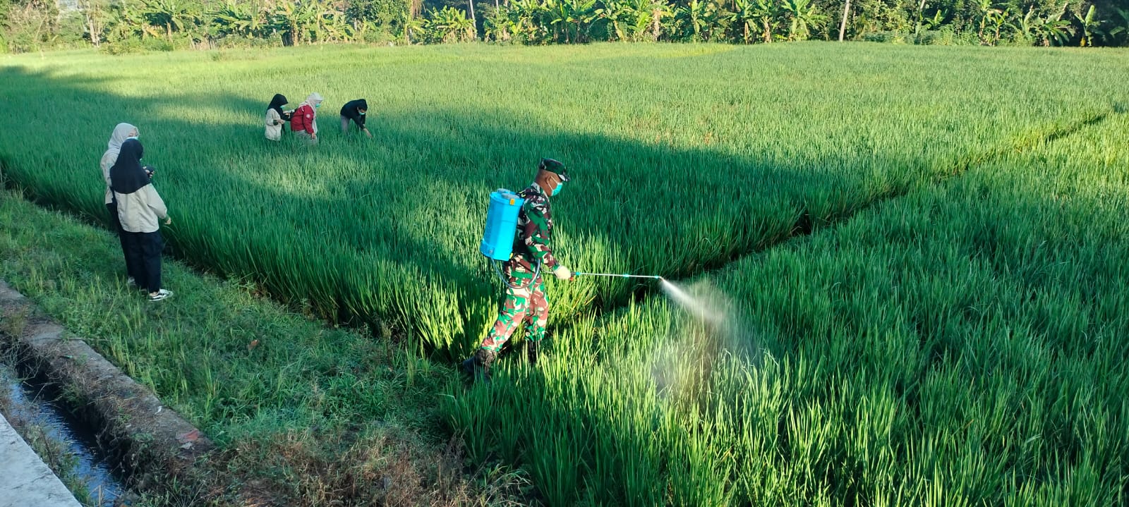 Babinsa Dan Kelompok Tani Lawan Hama Wereng
