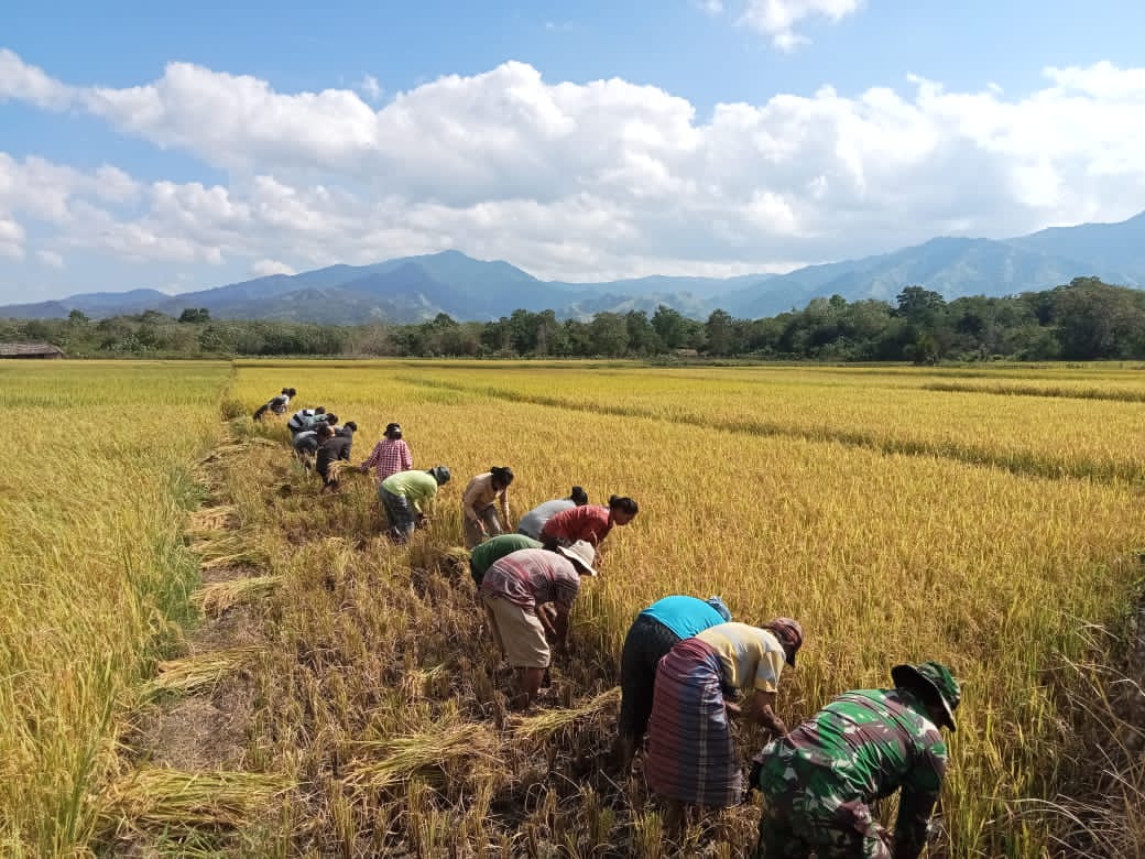 Babinsa Sertu Ferdinan Bantu Panen Padi, Tingkatkan Semangat Petani di Karera