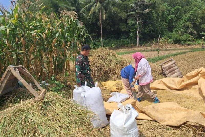 Babinsa Koramil 2207/Jampangtengah Dampingi Kegiatan Ketahanan Pangan Di Desa Sindangresmi