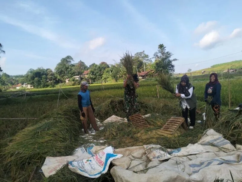 Babinsa Koramil 2207/Jampangtengah Dampingi Kegiatan Ketahanan Pangan di Desa Cicukang