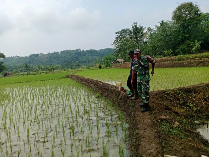 Babinsa Koramil 2212/Tegalbuleud Dampingi Poktan dalam Kegiatan Ketahanan Pangan