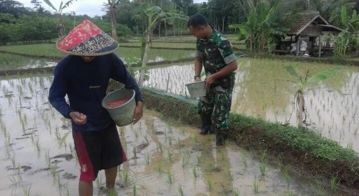 Babinsa Koramil 2207/Jampangtengah Dampingi Kegiatan Hanpangan Padi di Desa Panumbangan