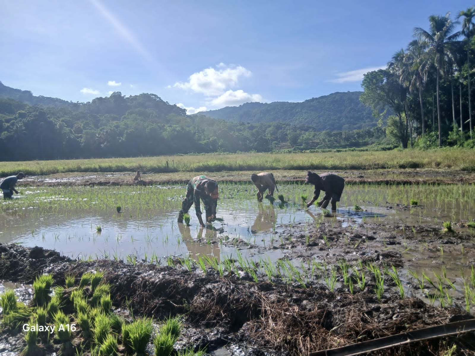 Sinergi Babinsa dan Petani, Penanaman Padi Musim Kedua di Desa Billa Berjalan Lancar