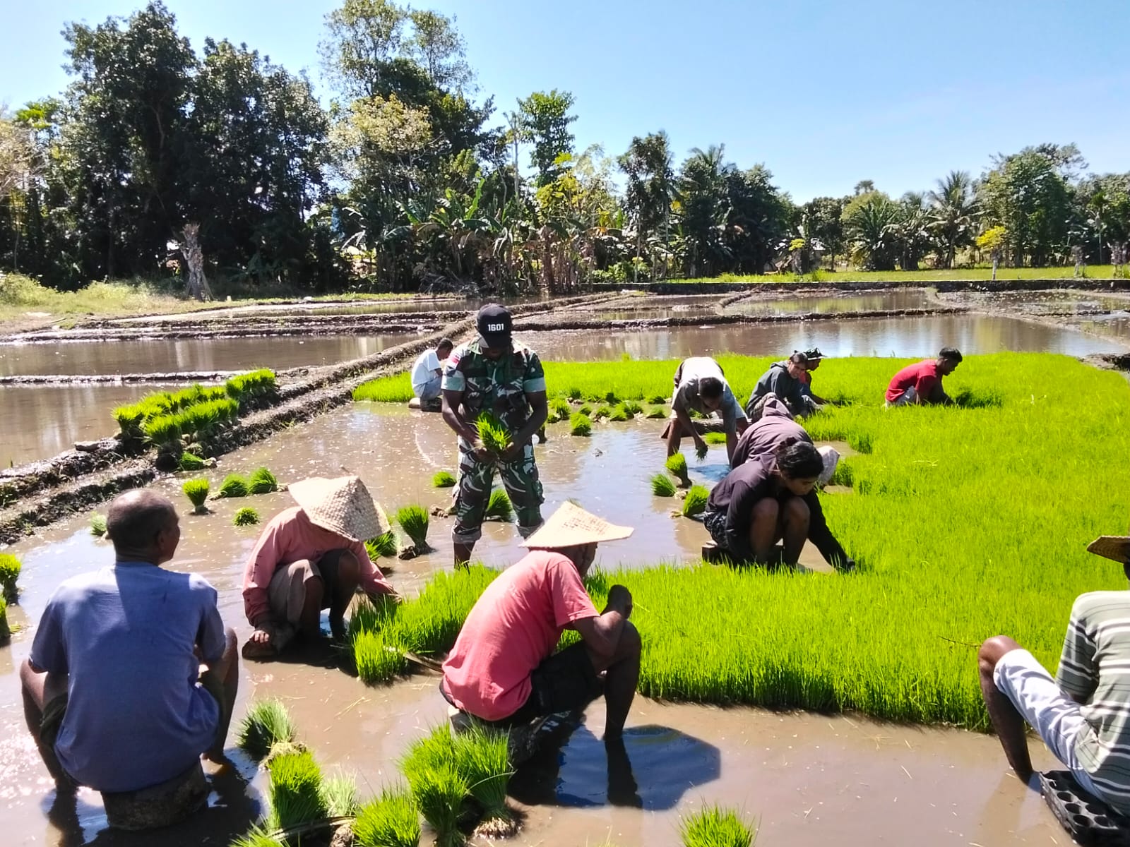 Sinergi Babinsa dan Petani Percepat Persiapan Tanam Padi di Desa Lambakara