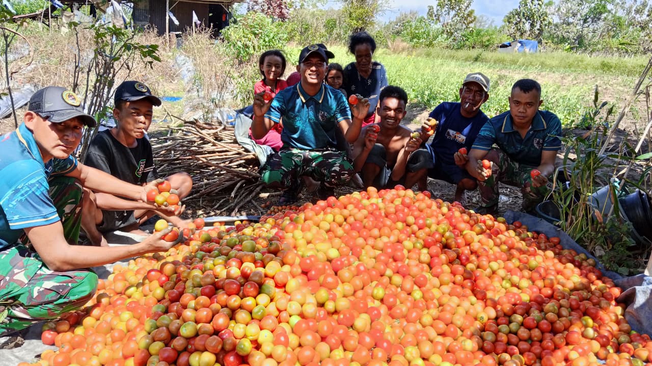 Yonarmed 12 Kostrad Dukung Produktivitas Petani Melalui Panen Tomat Bersama Warga