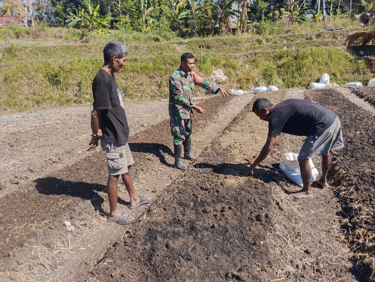 Babinsa Koramil 02/Walakaka Turun ke Pembibitan Hortikultura, Wujud Nyata Kepedulian TNI untuk Ketahanan Pangan