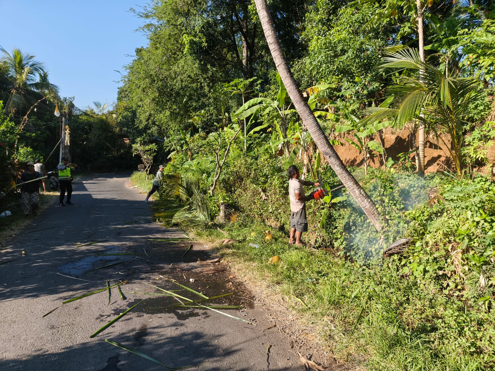 Respon Cepat Babinsa Sarimekar, Pohon Kelapa Rawan Tumbang Berhasil Diamankan Demi Keselamatan Warga